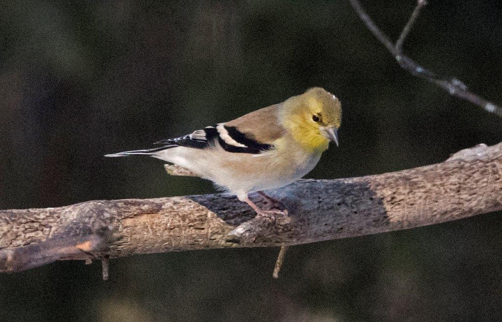 Goldfinch male