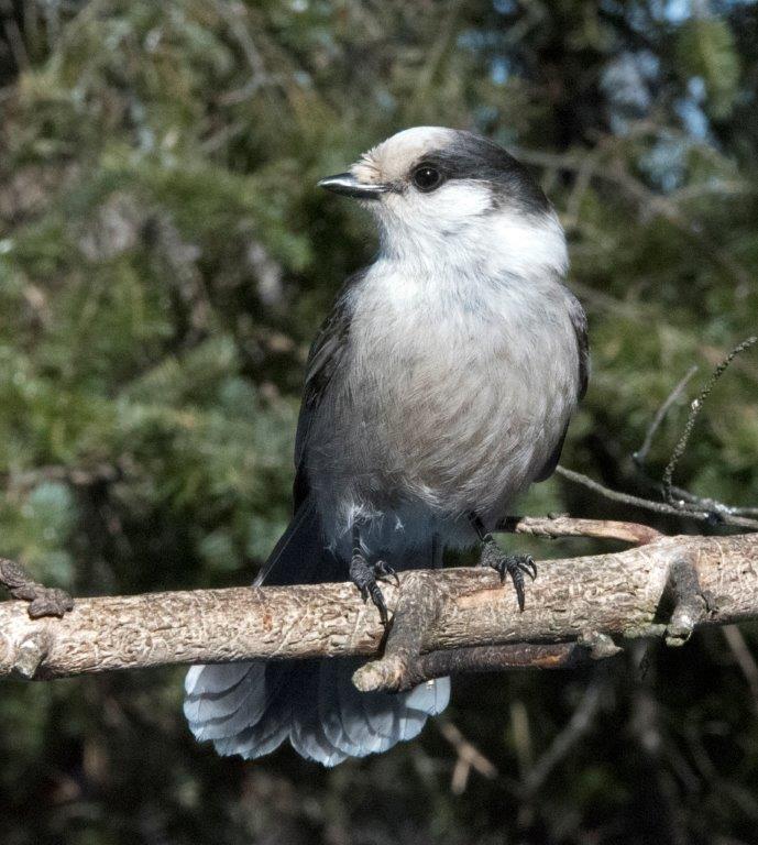 Gray jay