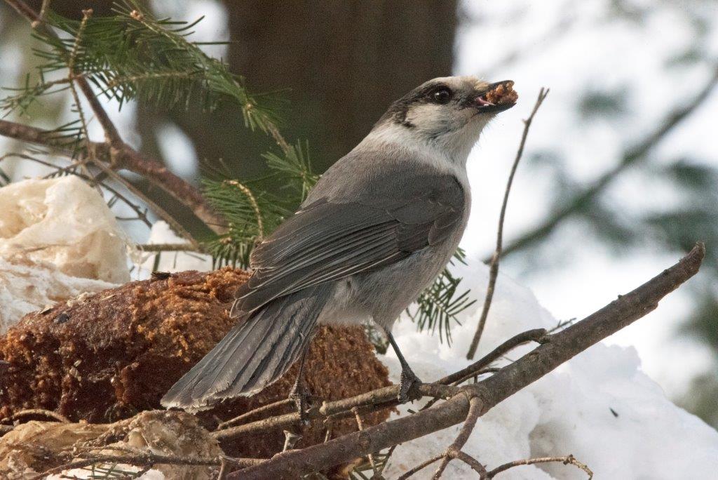 Gray jay