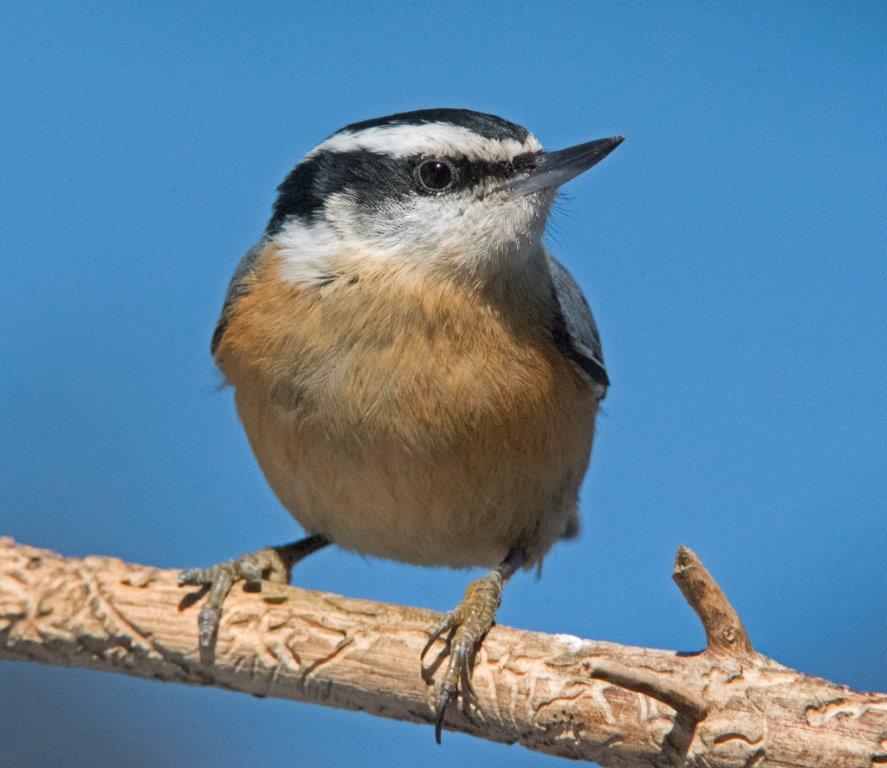 Red-breasted nuthatch
