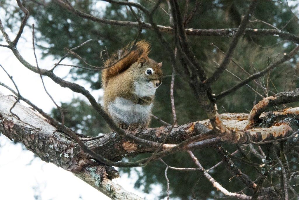  Patient red squirrel