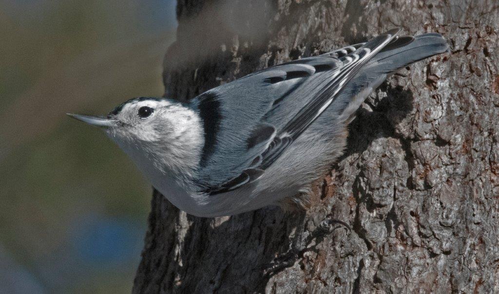 White-breasted nuthatch