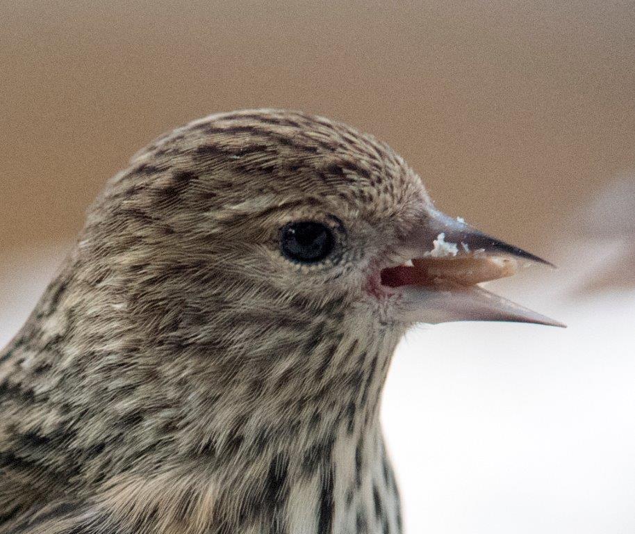 Pine siskin