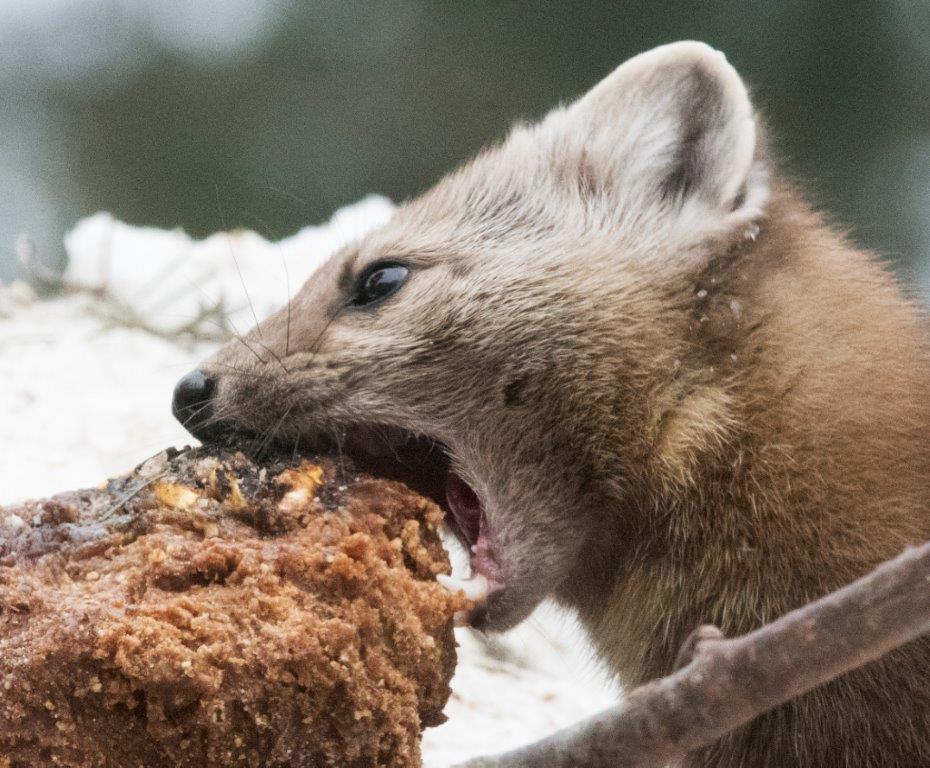Pine marten 
