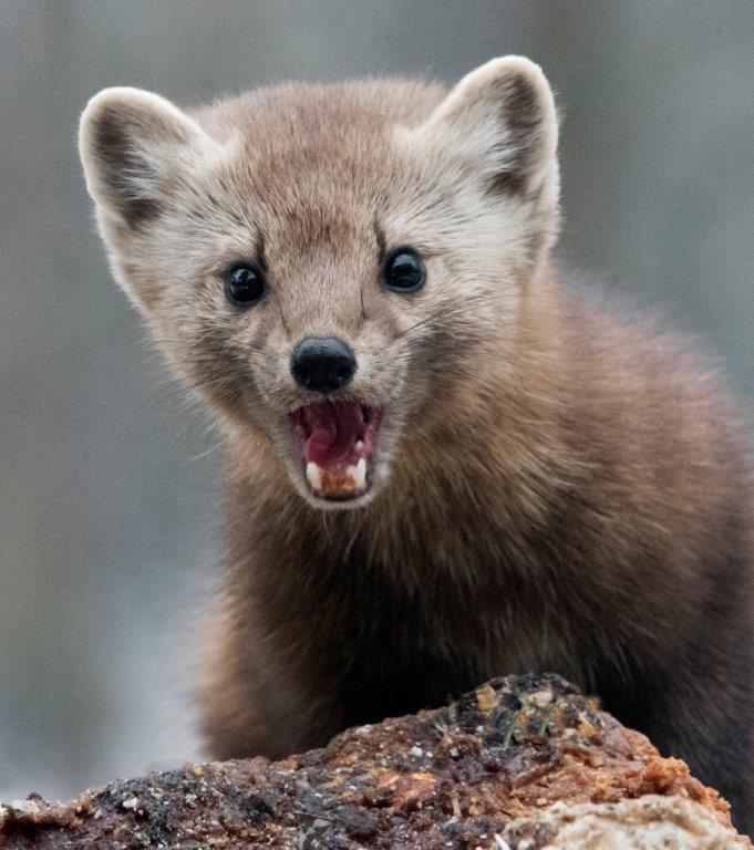 Pine marten