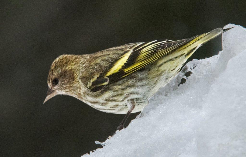 Pine siskin