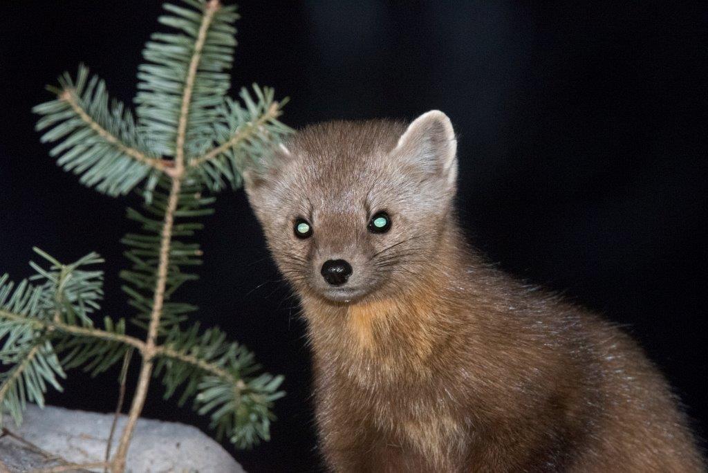 Pine marten