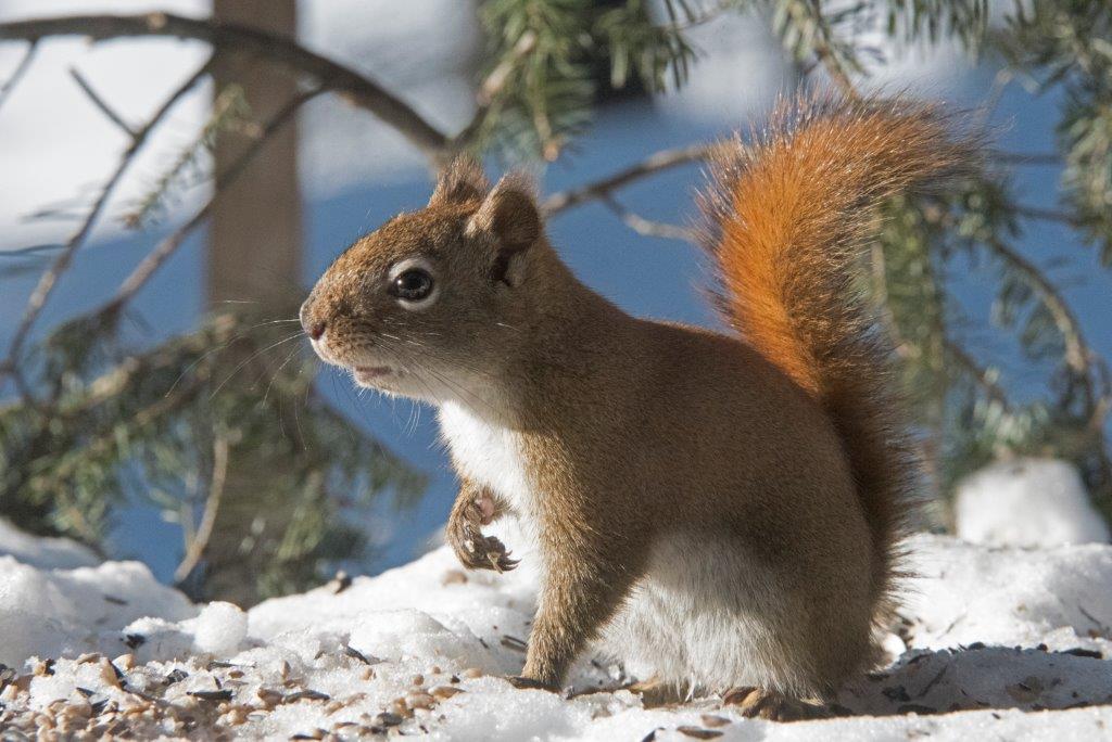 Red squirrel