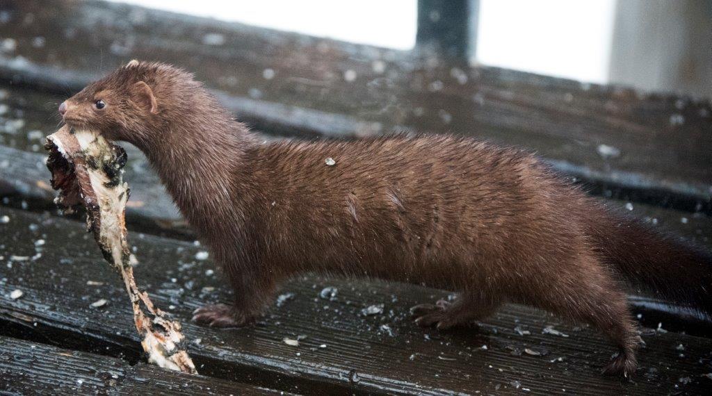 Male mink