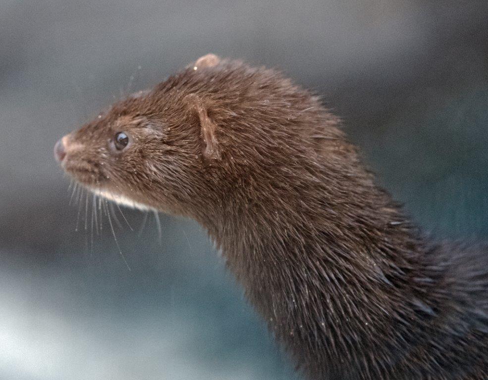 Male mink