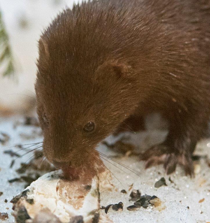 Male mink