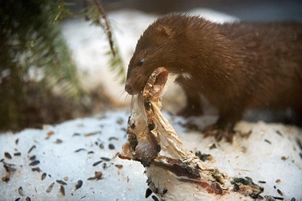 Male mink