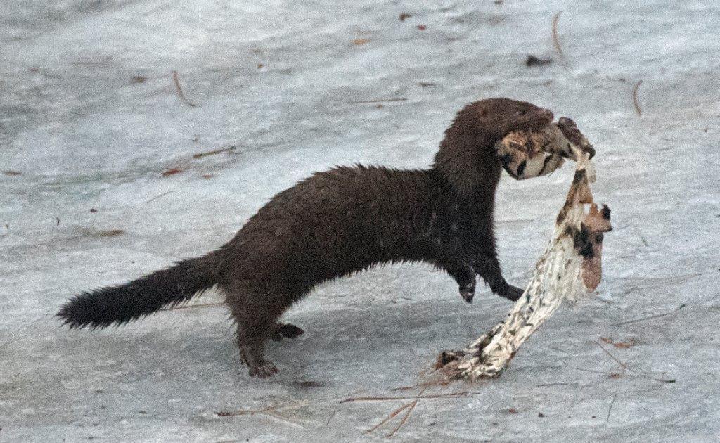 20170220 Male mink