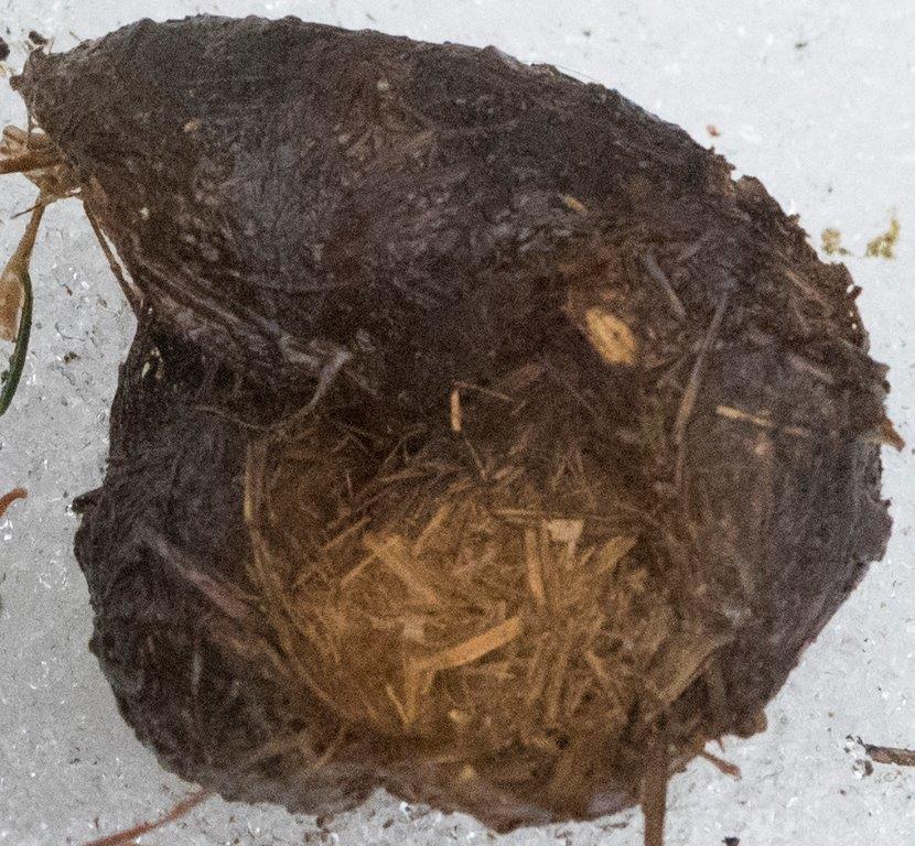 Straw filled dropping from Ted