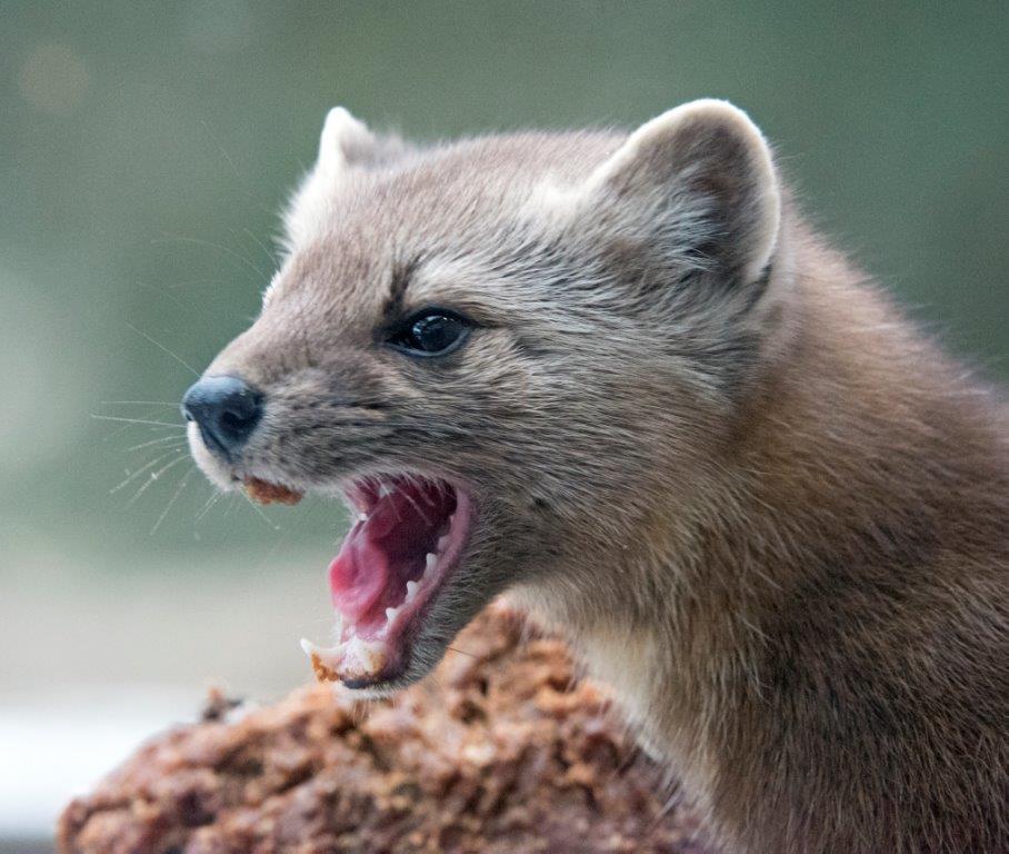 Pine marten with mash stuck to the roof of her mouth