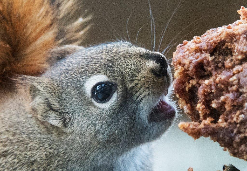 Red squirrel takes a bite of mash