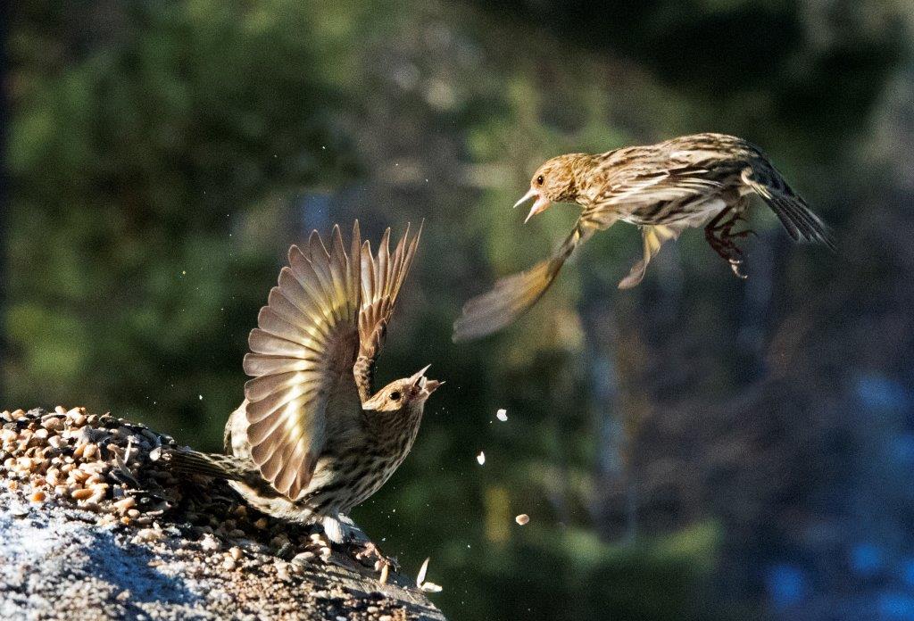 20170226 Pine siskins 05