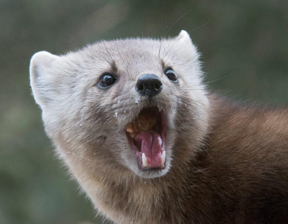 Pine marten female eating date mash