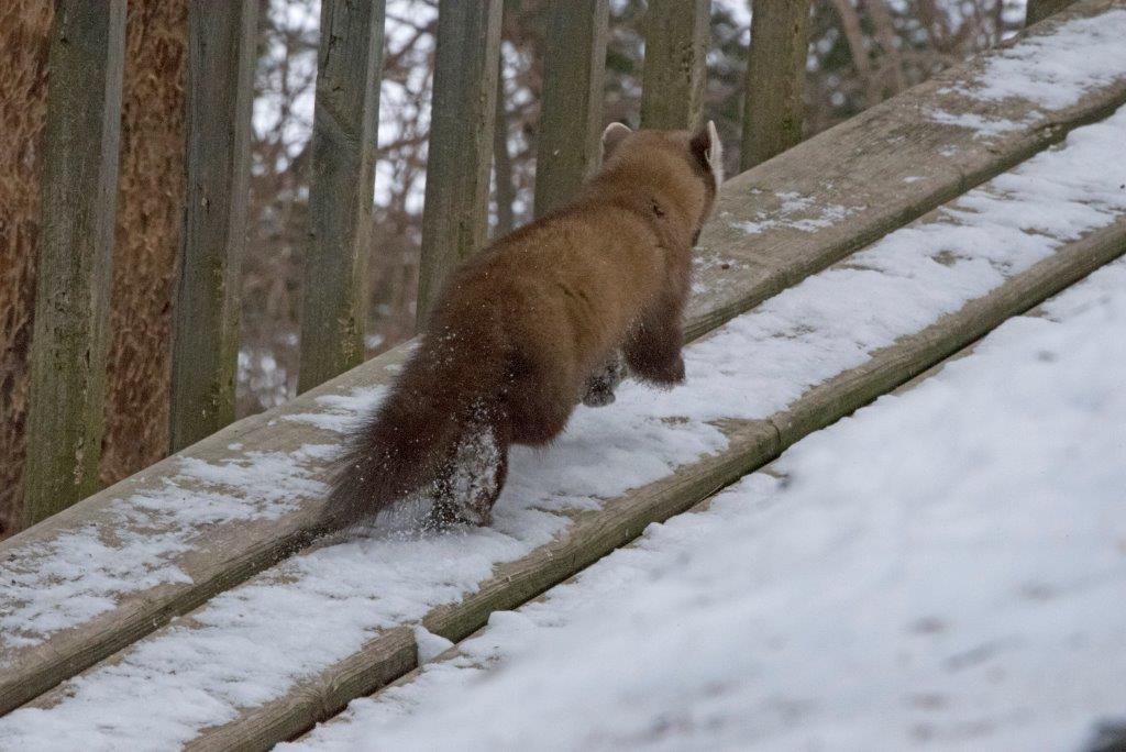 Pine marten female