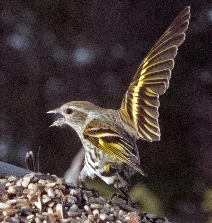 Pine siskin