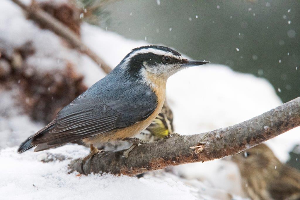 Red breasted nuthatch