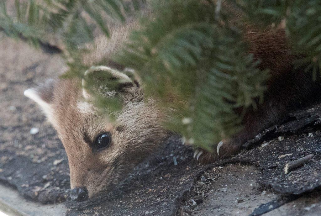 Pine marten
