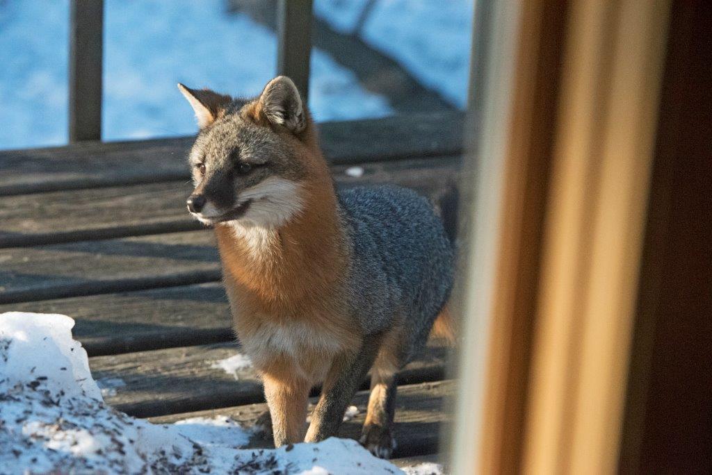 20170302 Gray Fox 8165