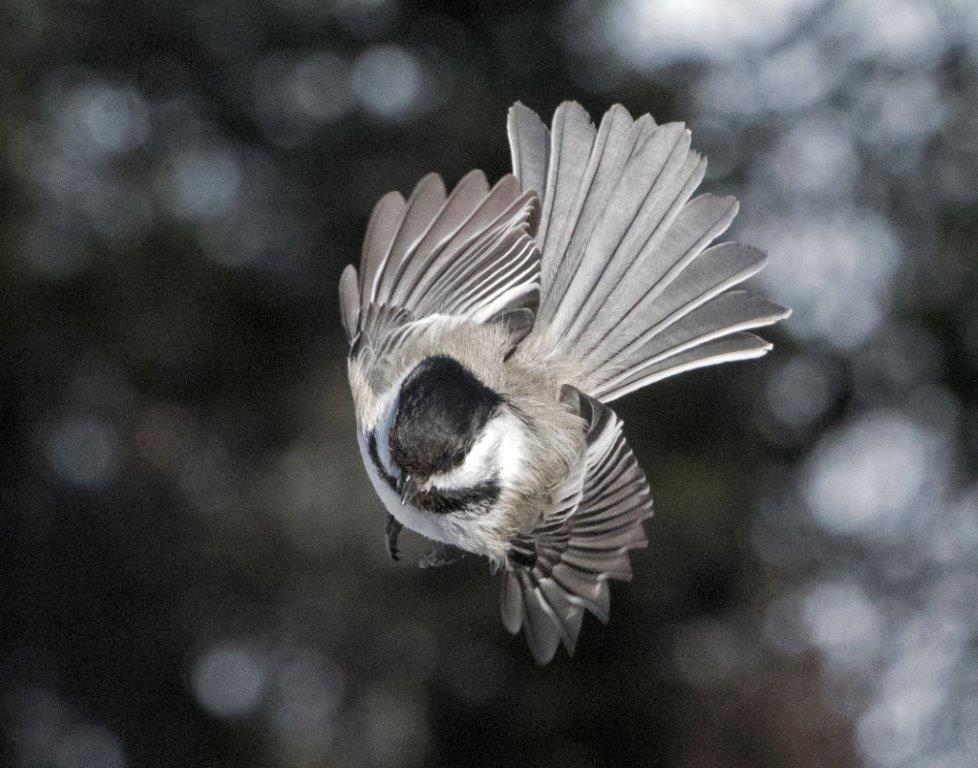 Chickadee