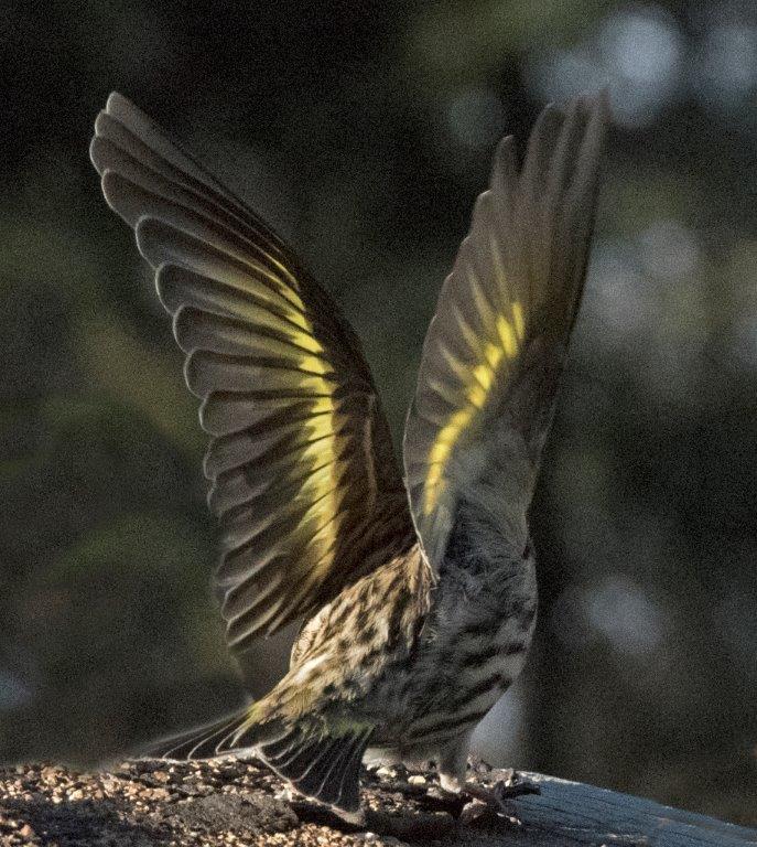 Pine siskin