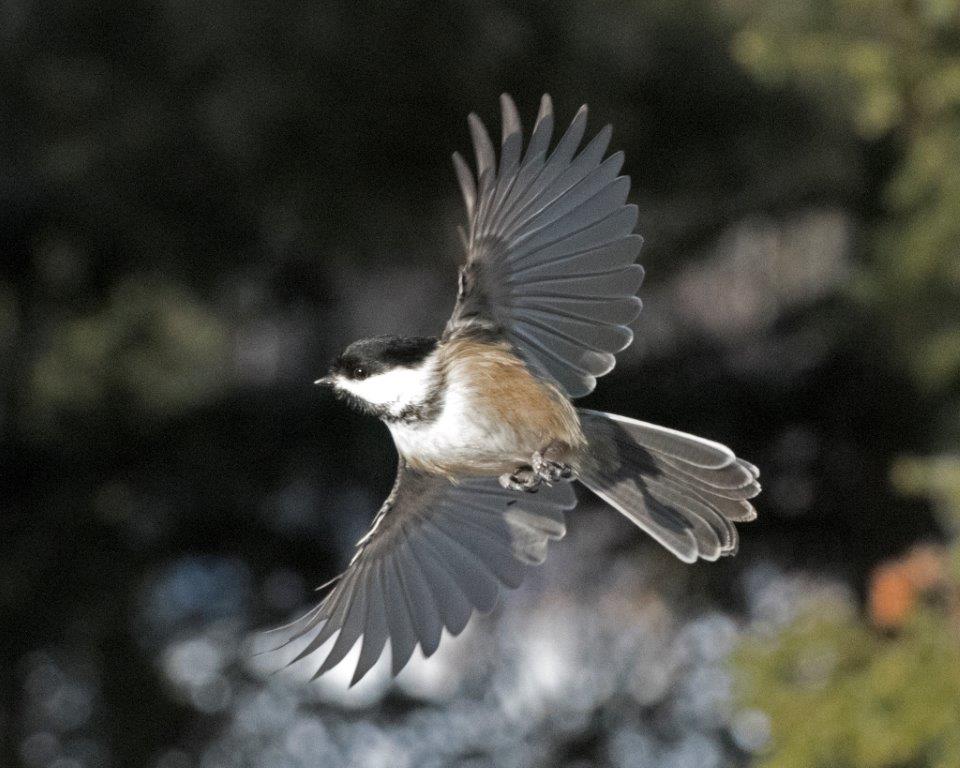 Chickadee