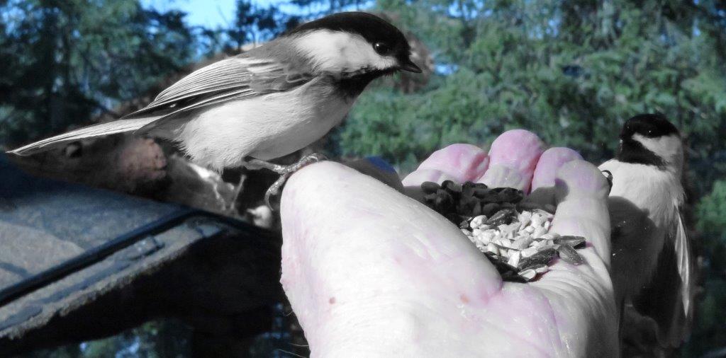Chickadees