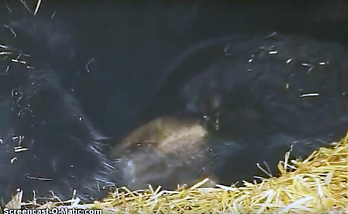 Ted works on his foot pads