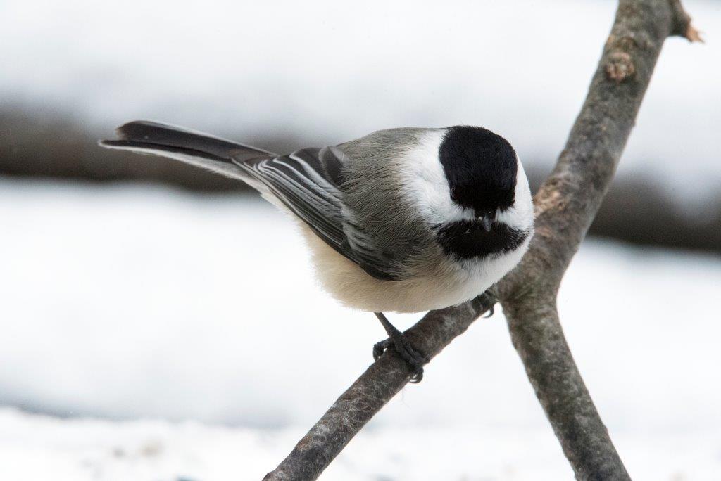 Chickadee