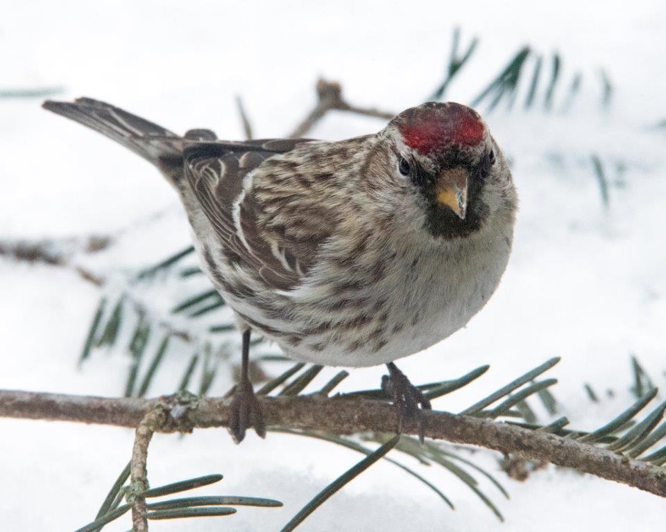 Common redpoll