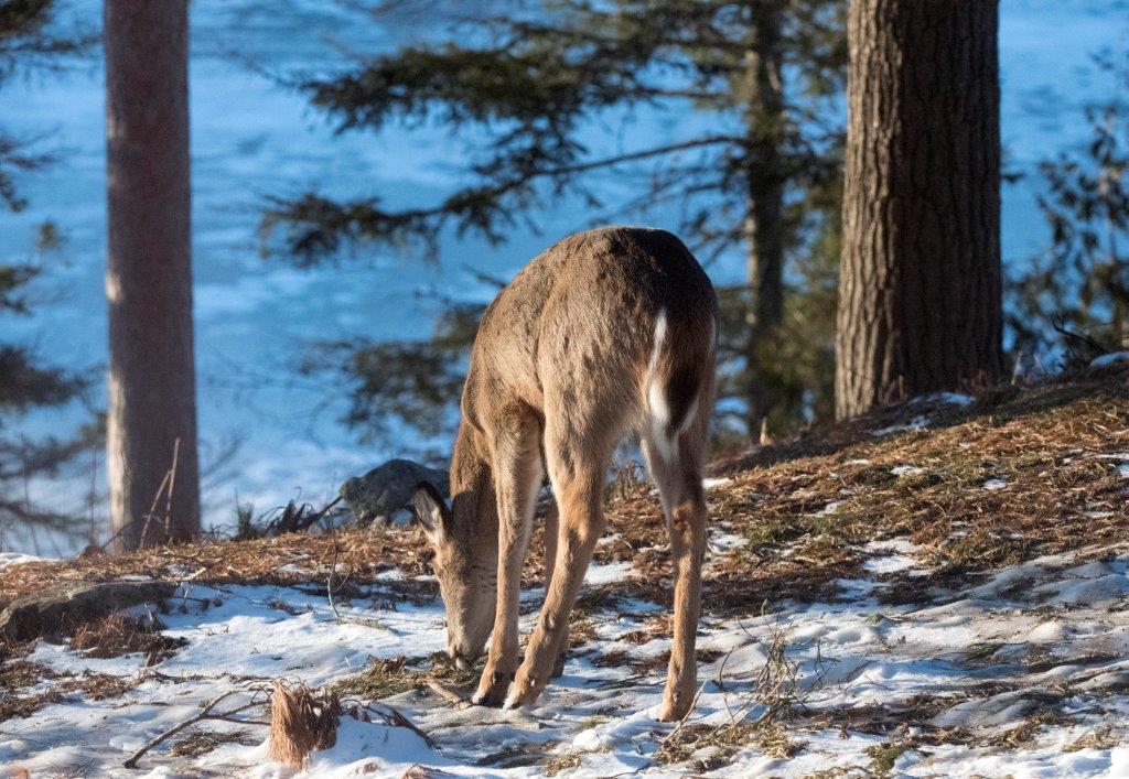 Deer nibbling on grass