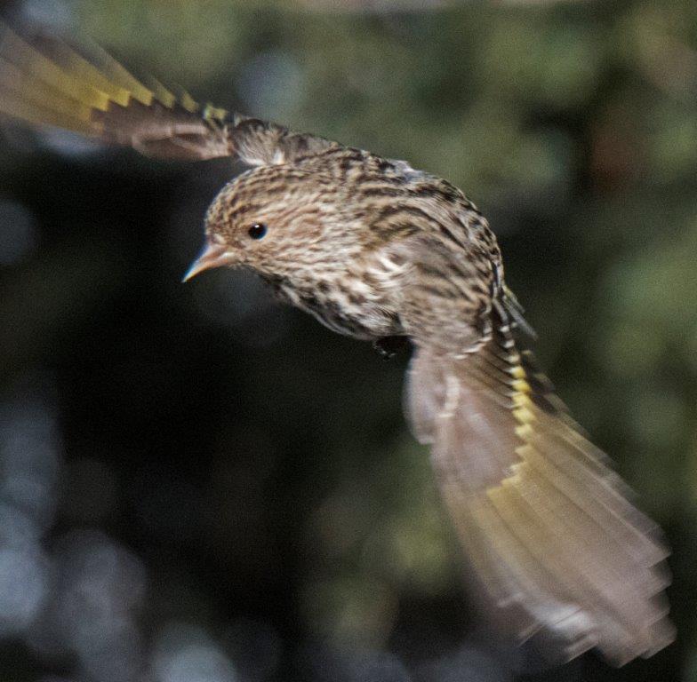 Pine siskin