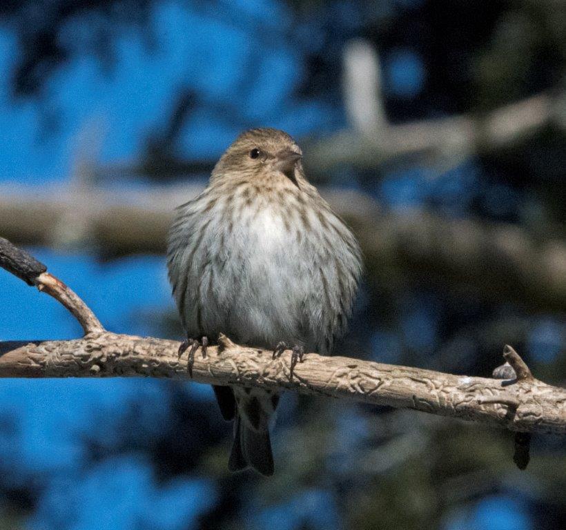 Pine siskin puffed up