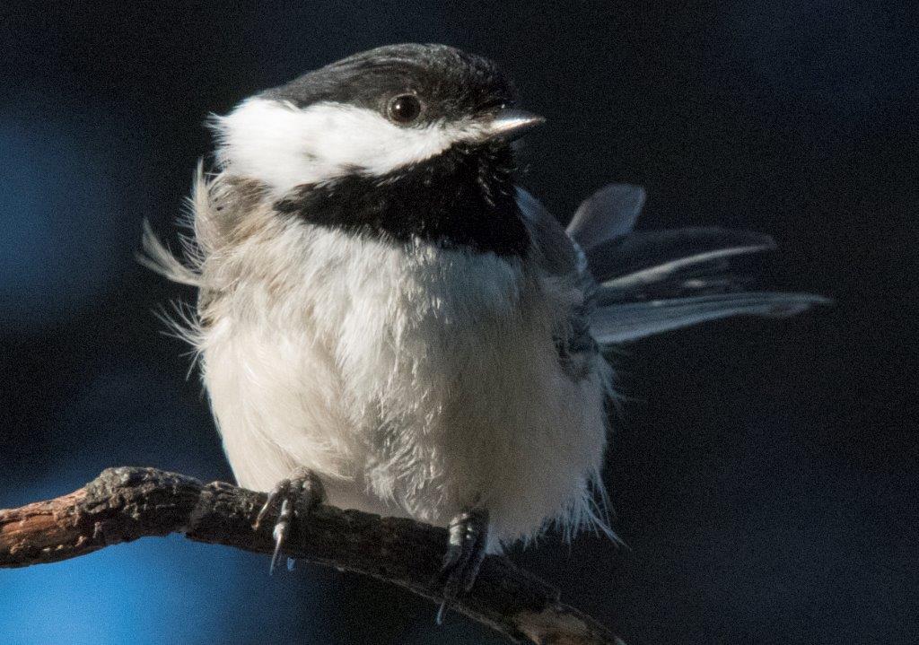 Chickadee
