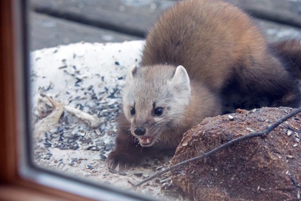 Marten male