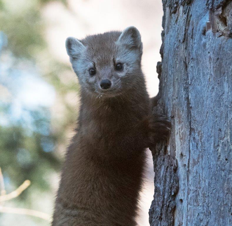 Marten male