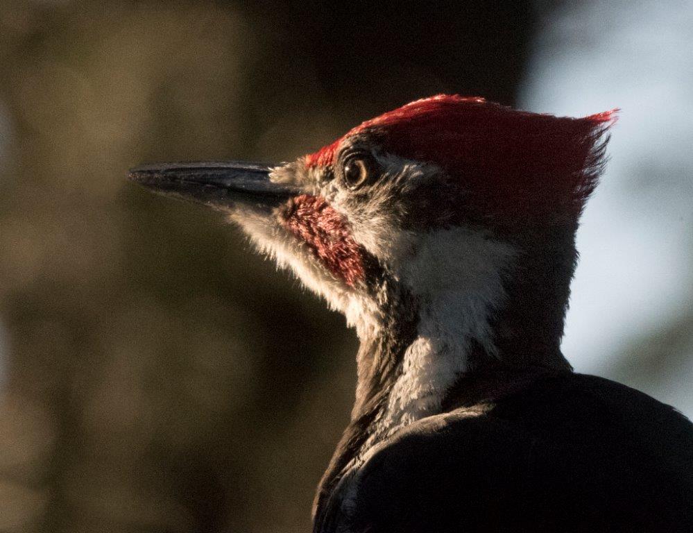 Pileated