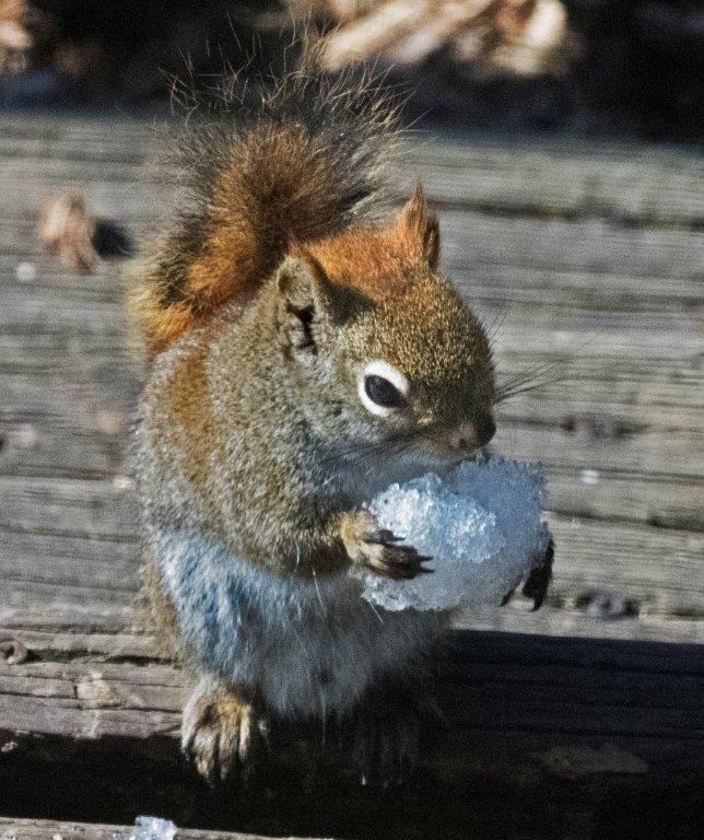 Red squirrel eating snow
