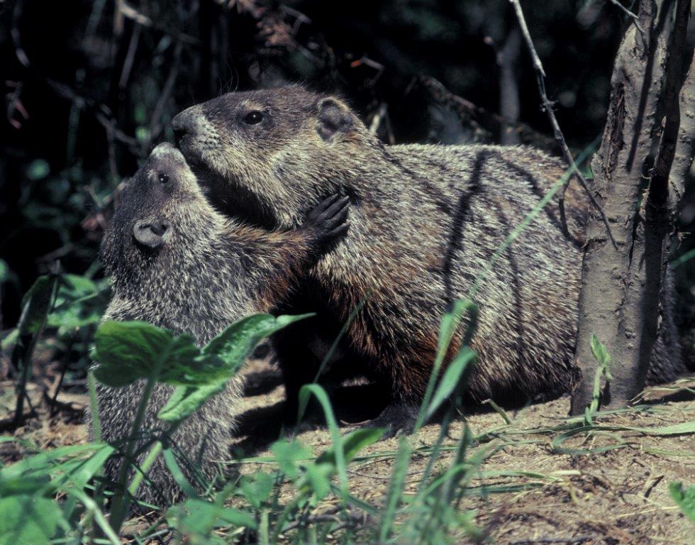 Woodchucks