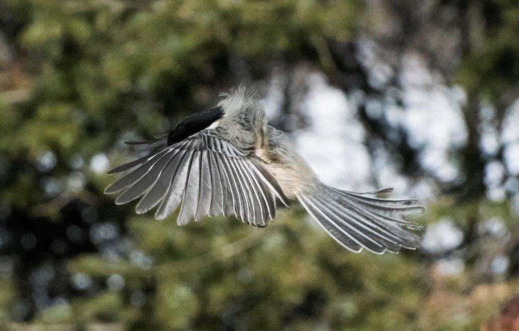 Chickadee from 3/15/17