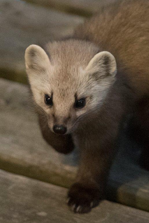 20170316 Pine marten female