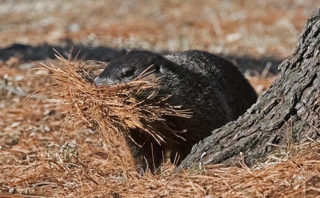 Woodchuck with bedding