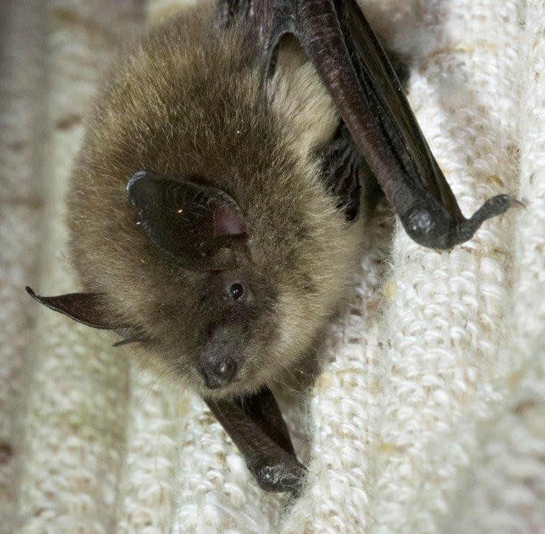 Brown bat