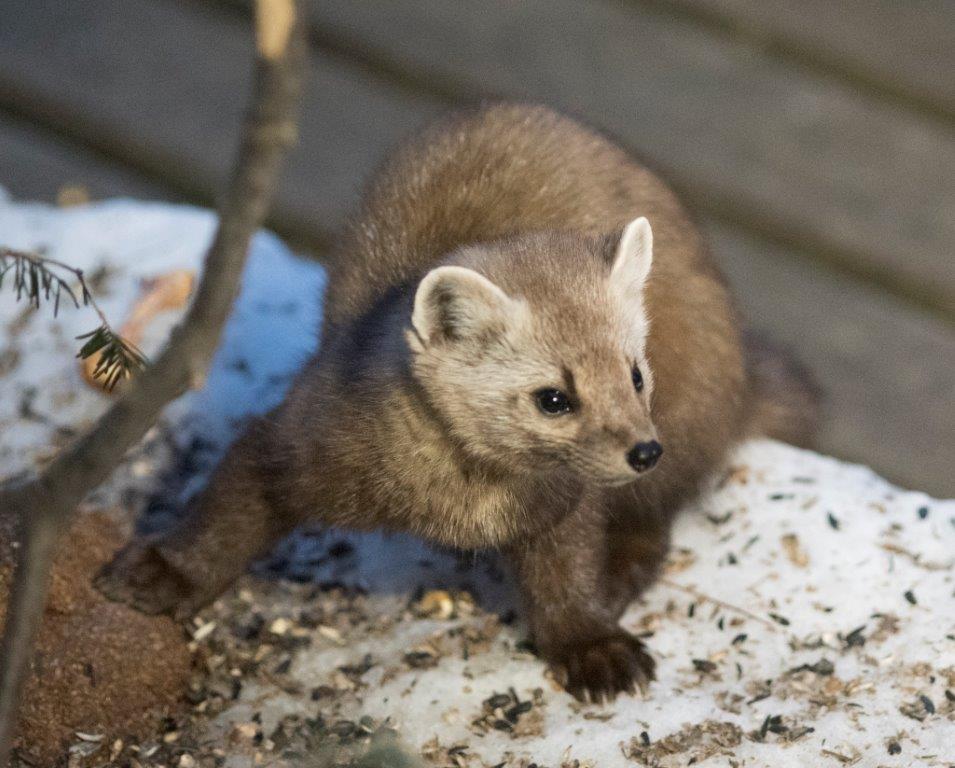 Pine marten female