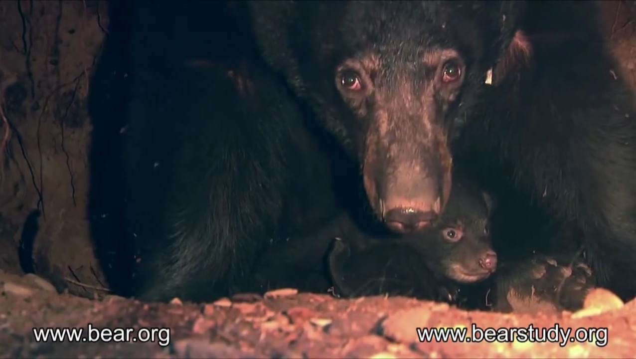 Jewel and cubs in den - 3/18/12