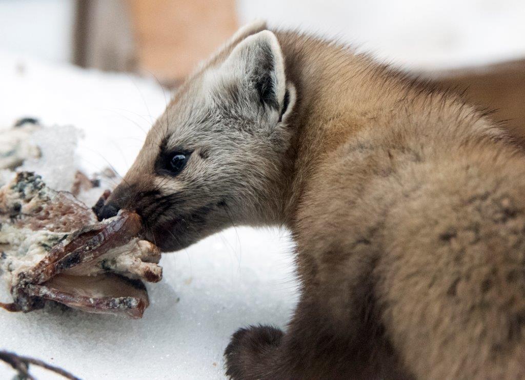 Pine marten male